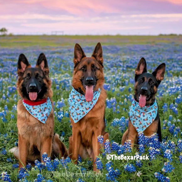 The Bexar Pack of German Shepherd Dogs sitting in a Texas Bluebonnet field at sunset.