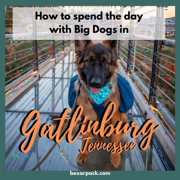 How to Spend The Day with Big Dogs in Gatlinburg, Tennessee