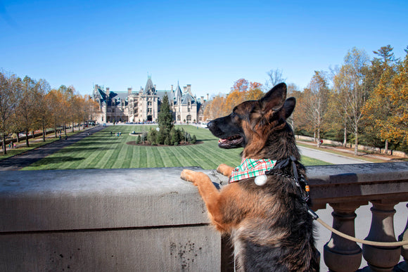 The Biltmore with Dogs